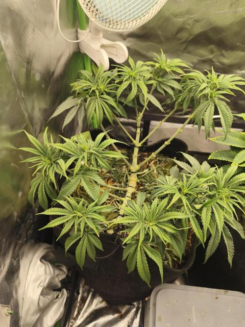 Franco Lemon Cheese - 50L Organic. Week 7
