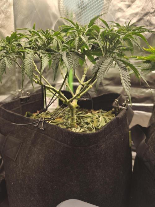Franco Lemon Cheese - 50L Organic. Week 7