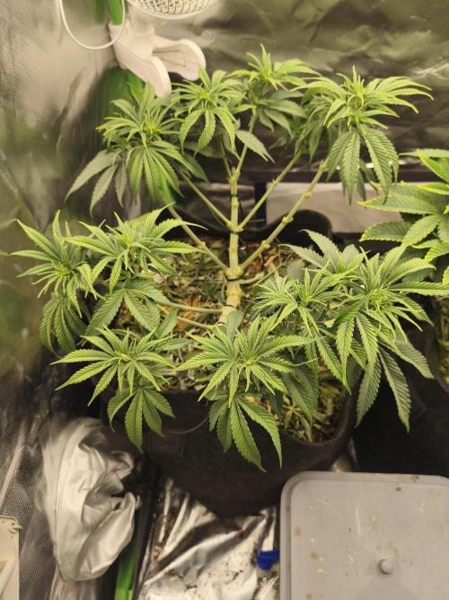 Franco Lemon Cheese - 50L Organic. Week 7