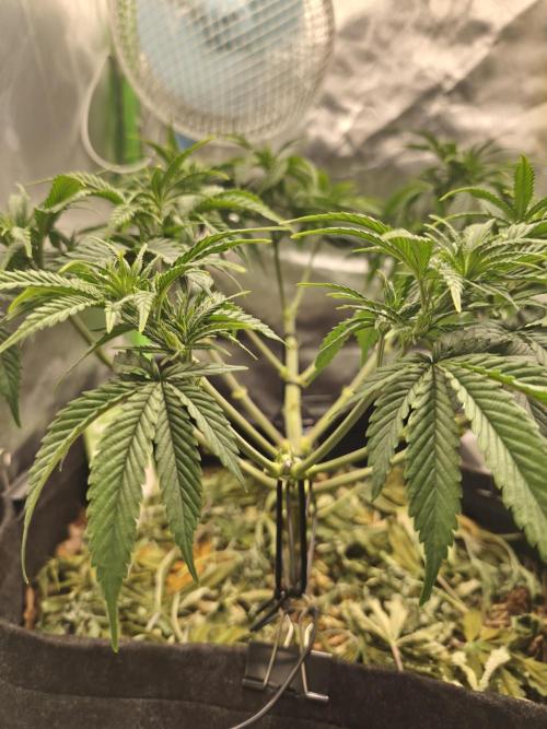 Franco Lemon Cheese - 50L Organic. Week 7