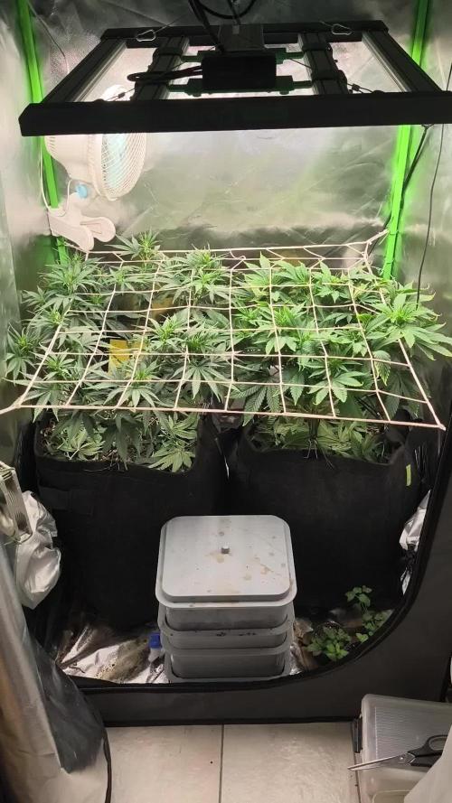 White Widow - 50L Organic
