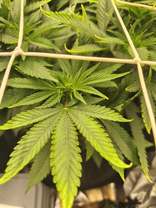 White Widow - 50L Organic. Week 8