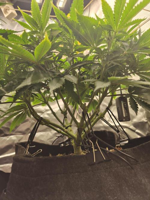 White Widow - 50L Organic. Week 8