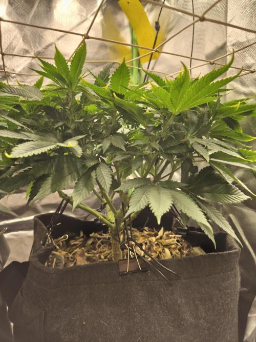White Widow - 50L Organic. Week 8