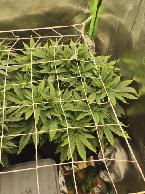 White Widow - 50L Organic. Week 8