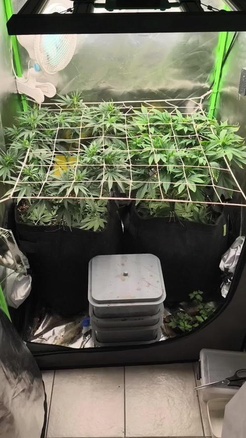 Franco Lemon Cheese - 50L Organic