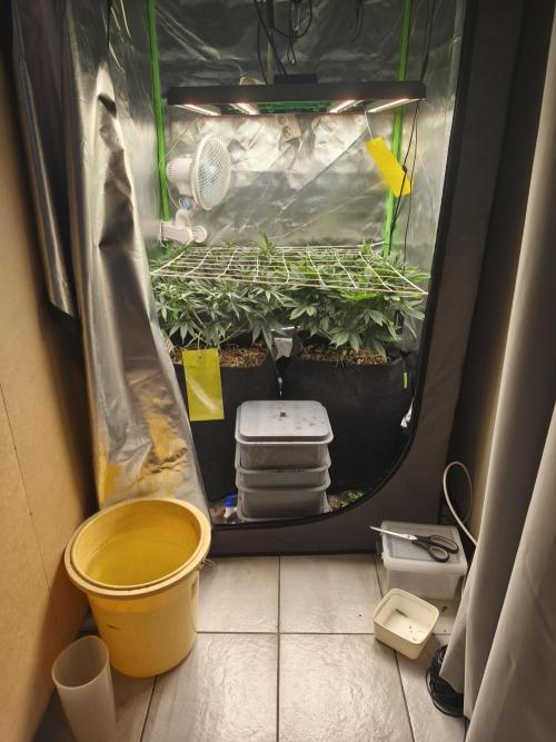 Franco Lemon Cheese - 50L Organic. Week 8