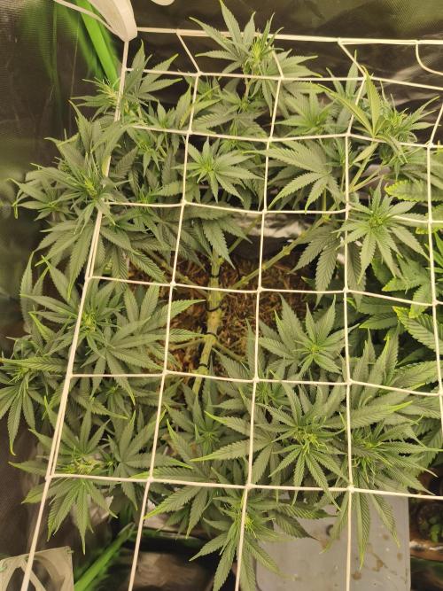 Franco Lemon Cheese - 50L Organic. Week 8