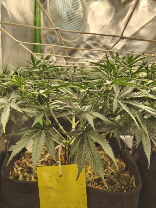 Franco Lemon Cheese - 50L Organic. Week 8