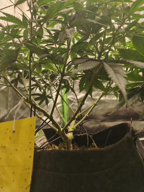 Franco Lemon Cheese - 50L Organic. Week 8