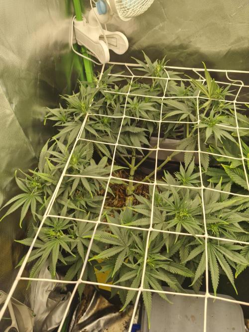 Franco Lemon Cheese - 50L Organic. Week 8