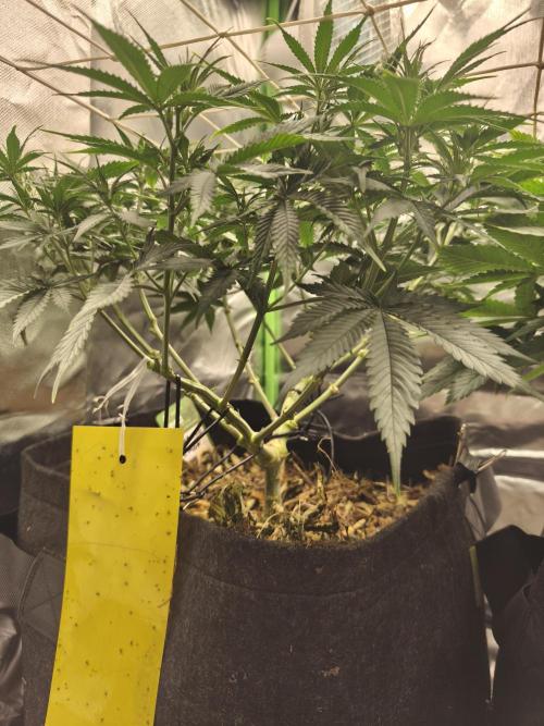 Franco's Lemon Cheese. Week 8