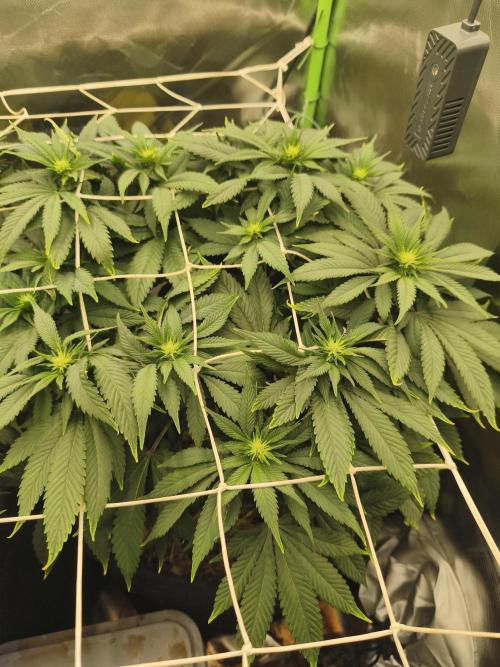 White Widow - 50L Organic. Week 9