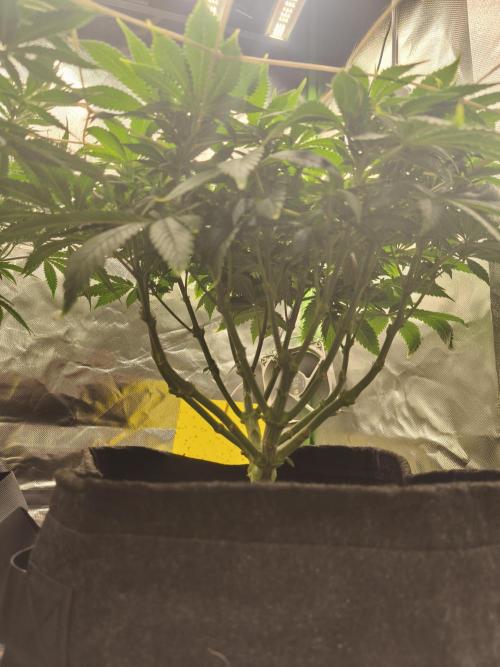 White Widow - 50L Organic. Week 9