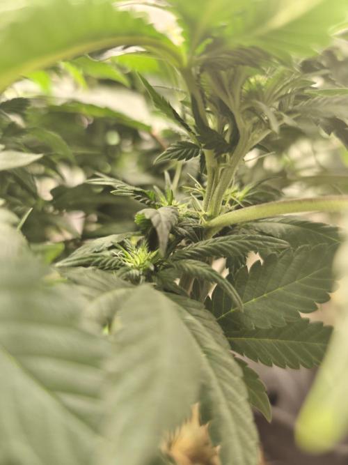 White Widow - 50L Organic. Week 9
