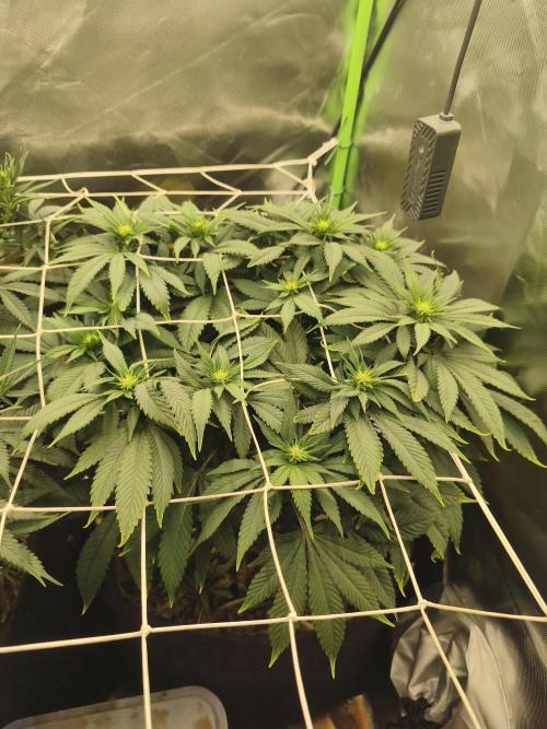 White Widow - 50L Organic. Week 9