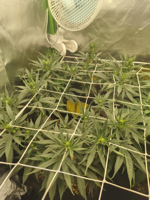 Franco Lemon Cheese - 50L Organic. Week 9
