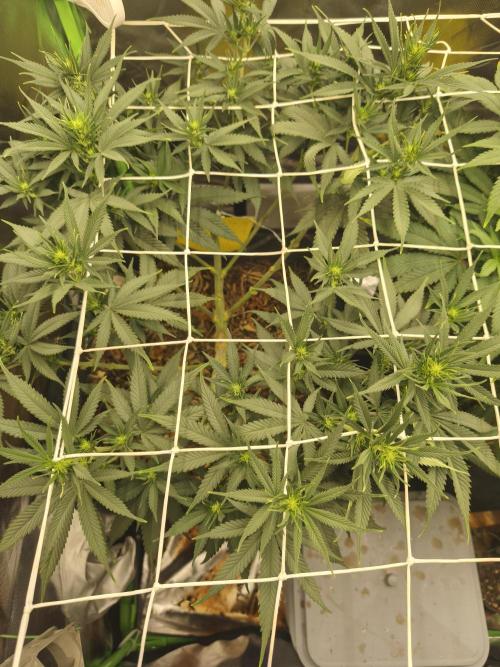 Franco Lemon Cheese - 50L Organic. Week 9