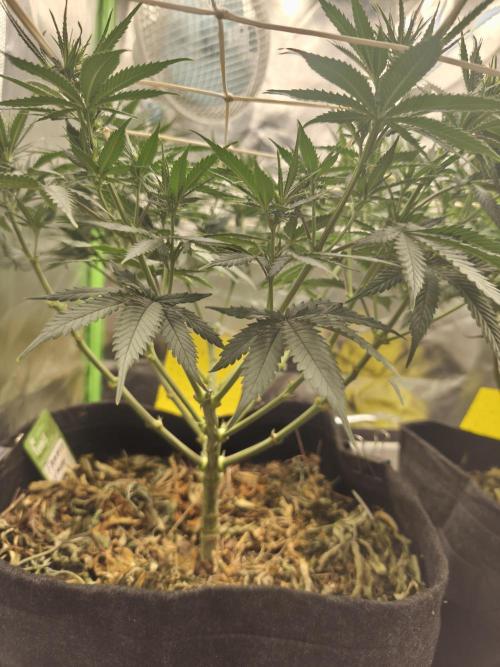 Franco's Lemon Cheese. Week 9