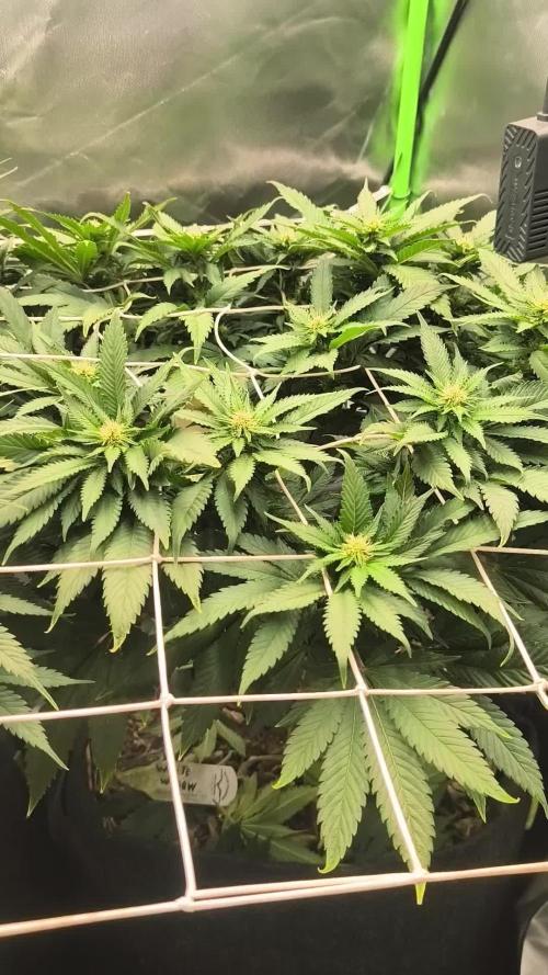 White Widow - 50L Organic