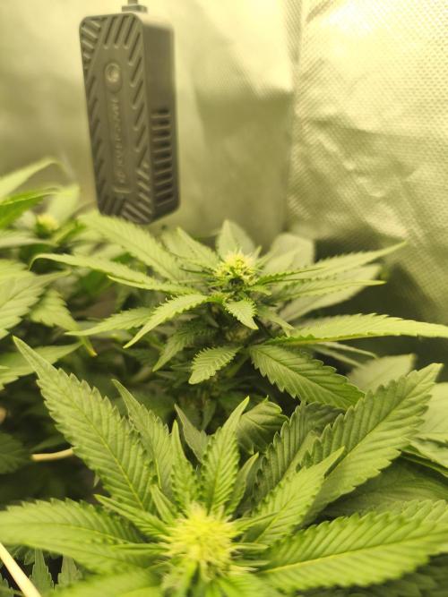 White Widow - 50L Organic. Week 10