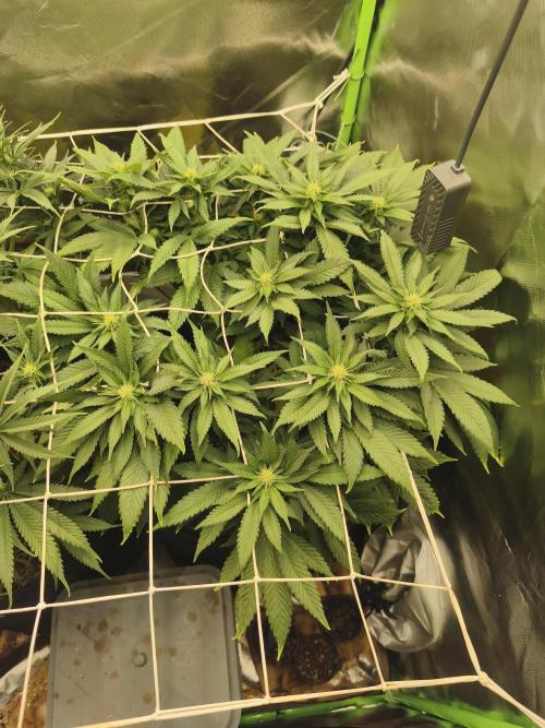 White Widow - 50L Organic. Week 10