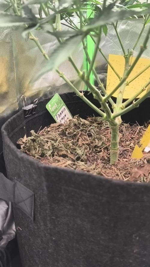 Franco Lemon Cheese - 50L Organic