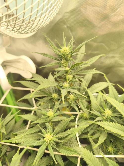 Franco Lemon Cheese - 50L Organic. Week 10