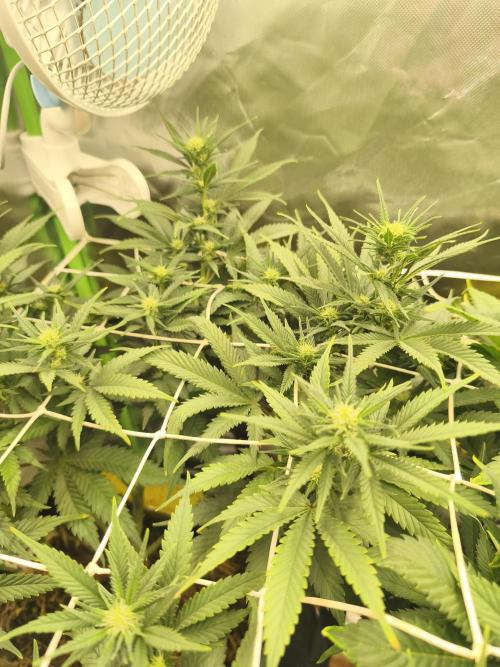 Franco Lemon Cheese - 50L Organic. Week 10