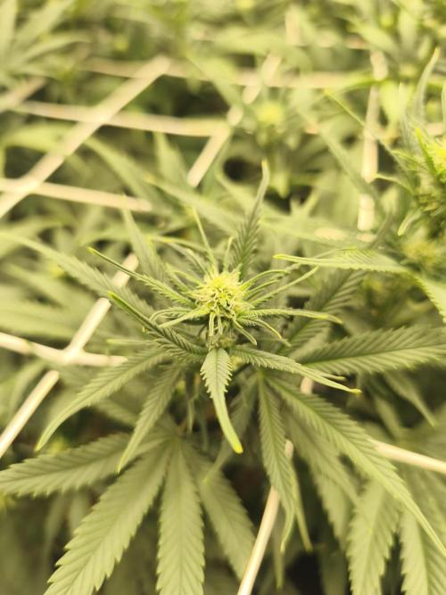 Franco Lemon Cheese - 50L Organic. Week 10