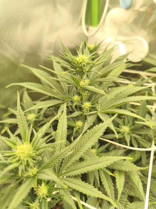 Franco Lemon Cheese - 50L Organic. Week 10
