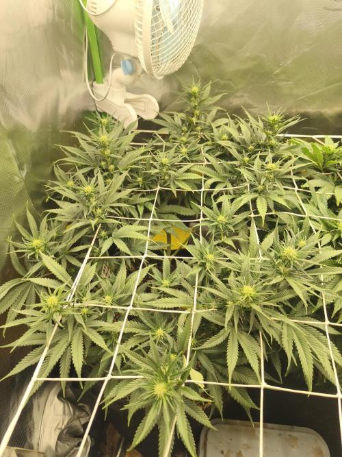 Franco Lemon Cheese - 50L Organic. Week 10