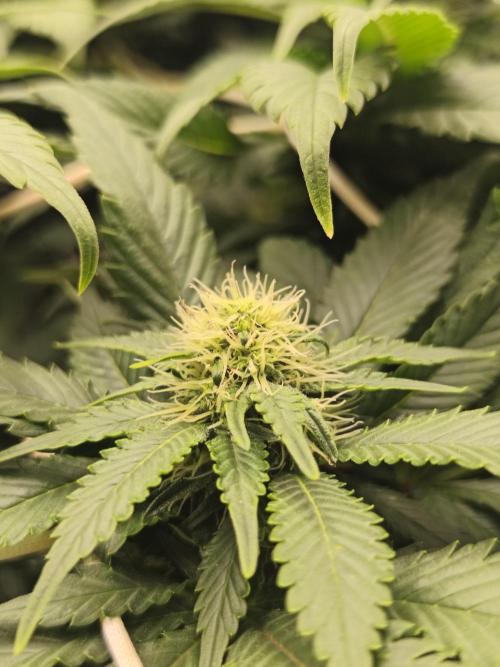 White Widow - 50L Organic. Week 11