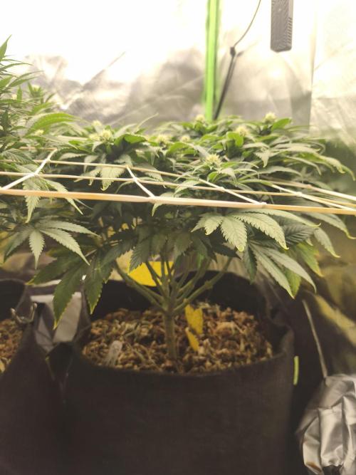 White Widow - 50L Organic. Week 11