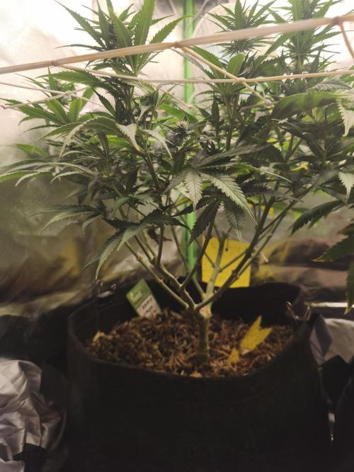 Franco Lemon Cheese - 50L Organic. Week 11
