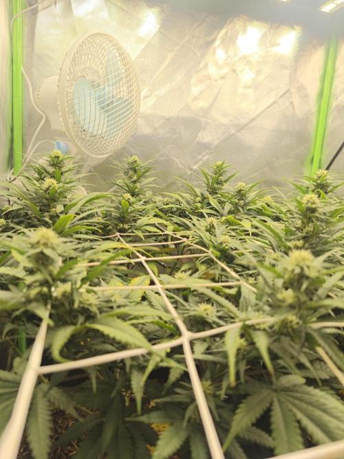 Franco Lemon Cheese - 50L Organic. Week 11