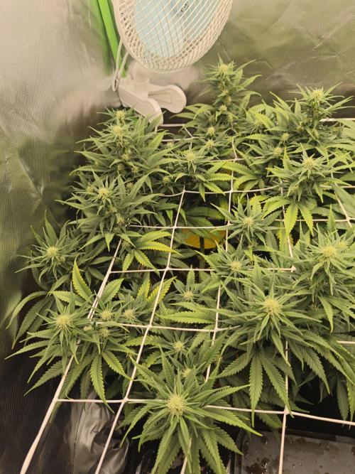 Franco Lemon Cheese - 50L Organic. Week 11