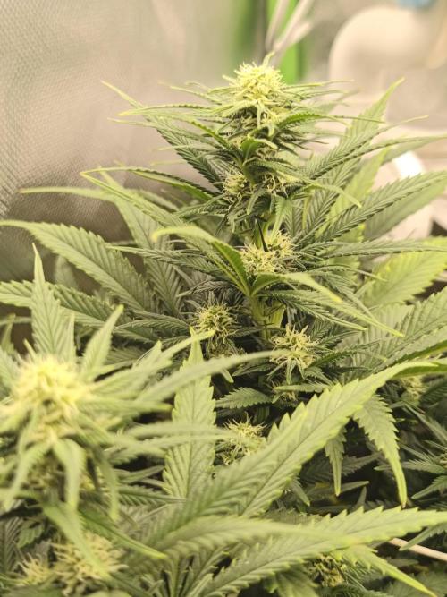 Franco Lemon Cheese - 50L Organic. Week 11