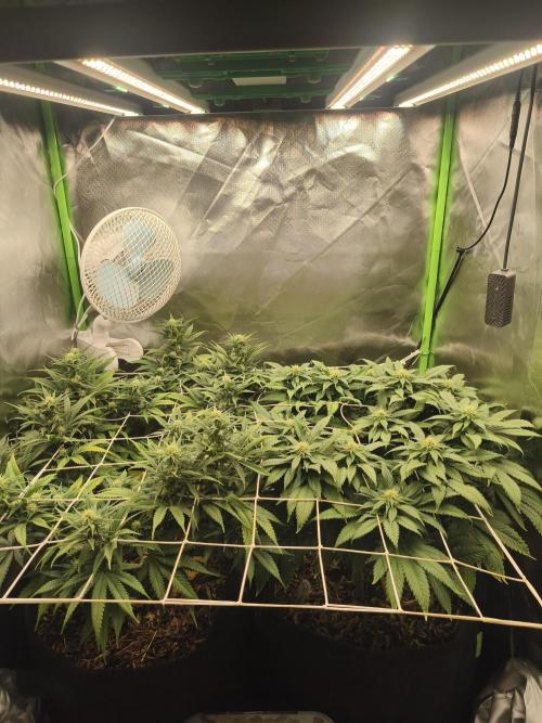 Franco Lemon Cheese - 50L Organic. Week 11