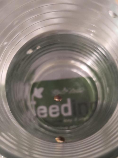 Shishka Lemonade. Week 0