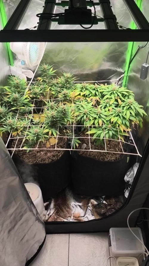 White Widow - 50L Organic