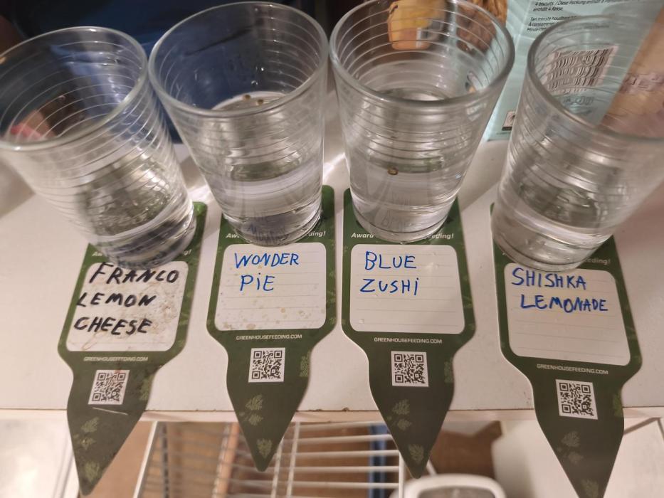Blue Zushi = Kush Mints x Zkittlez. Week 0