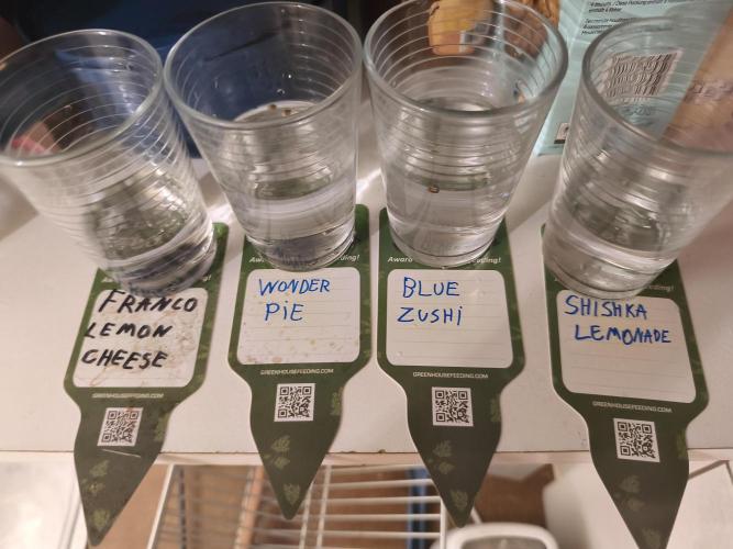 Blue Zushi. Week 0