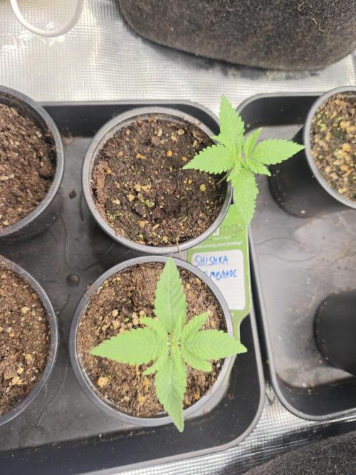 Shishka Lemonade = SLH x Shishkaberry. Week 1