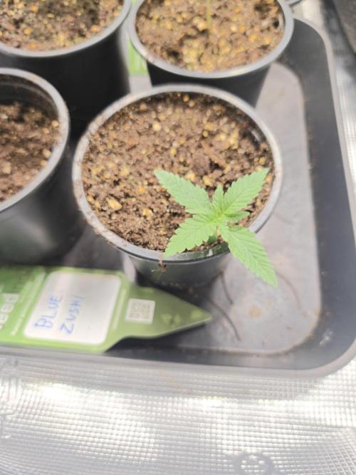 Blue Zushi = Kush Mints x Zkittlez. Week 1
