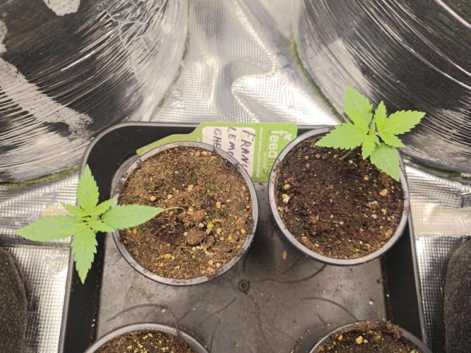 Franco's Lemon Cheese=SLH x ExodusCheese. Week 1
