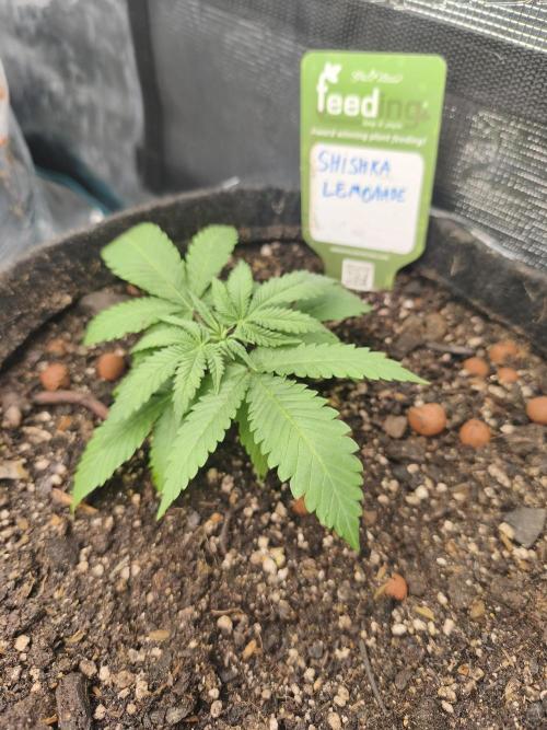 Shishka Lemonade = SLH x Shishkaberry. Week 2