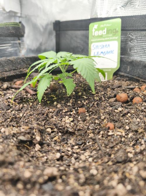 Shishka Lemonade = SLH x Shishkaberry. Week 2