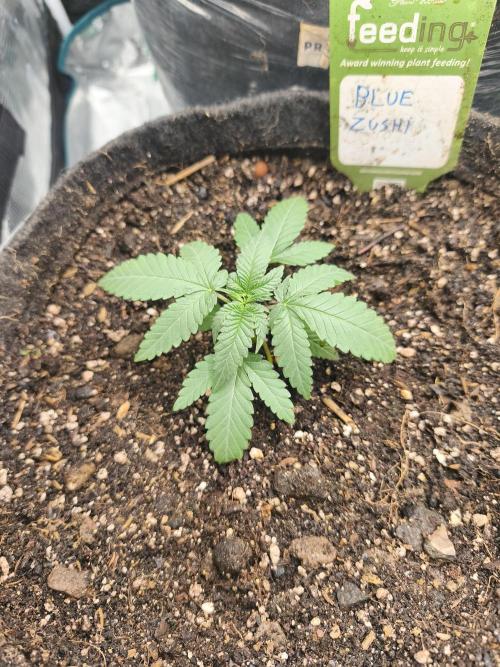 Blue Zushi = Kush Mints x Zkittlez. Week 2