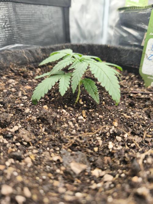 Blue Zushi = Kush Mints x Zkittlez. Week 2